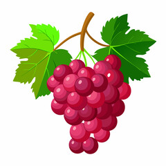 A beautiful vector composition of a bunch of rich red grapes hanging from a small section of a woody vine, with detailed green grape leaves. The grapes have a subtle sheen. Botanical vector art.