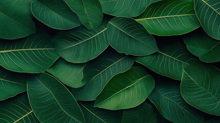 Obraz premium Tropical leaves pattern background