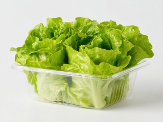 Fresh lettuce in a transparent container, showcasing vibrant green leaves.