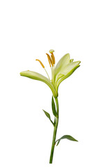 High Quality PNG of lily flower bloom on white background
