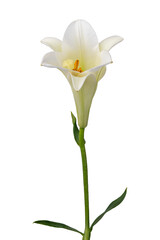 High Quality PNG of elegant white lily flower isolated on white background