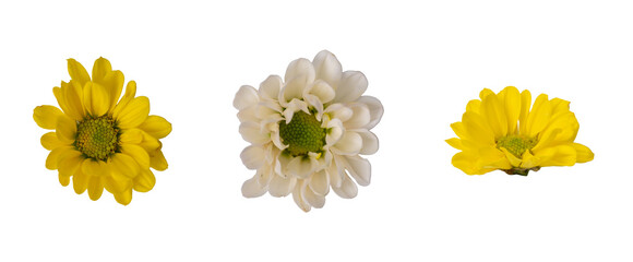 High Quality PNG of chrysanthemum flowers, yellow and white, isolated on black.
