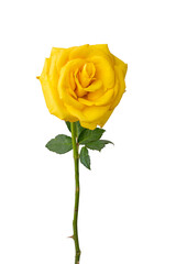 High Quality PNG of yellow rose isolated on white background