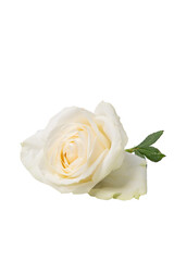 High Quality PNG of white rose bloom on white background, close-up