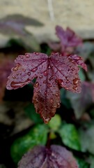water drops on leaf