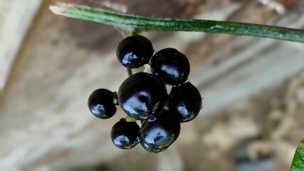 close up of ripe miranti fruit