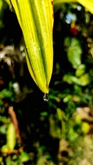 yellow flower with water drops