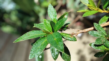 green leaves on a branch