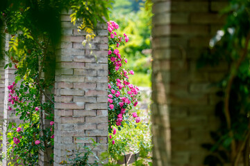 Fototapeta premium Green garden landscape with red roses in full bloom in spring in May