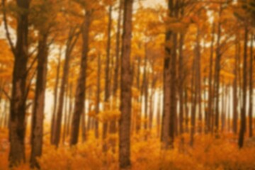 Fototapeta premium Trees on field in autumn season