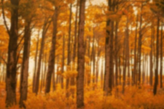 Fototapeta Trees on field in autumn season