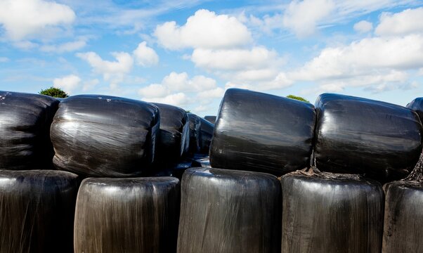 Fototapeta Stack of packed hay bales
