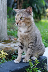 Naklejka premium Old stray tabby cat with rugged fur and piercing eyes sits proudly on a stone edge, surrounded by grass and plants, exuding resilience and wild charm in the morning light. Tabby cat portrait.