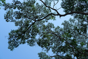 Canopy of leafy branches stretches across the blue sky, creating a calm, natural ceiling of shade and serenity in a peaceful forest setting.