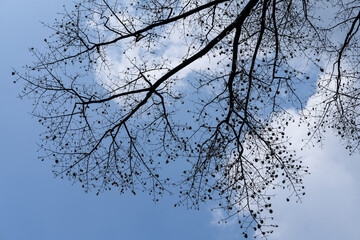 Bare tree branches stretch across a bright blue sky dotted with soft white clouds, capturing the...