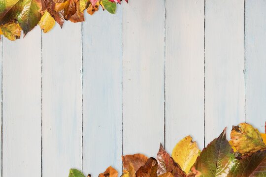 Fototapeta Flat lay composition is showing autumn leaf border on white wooden plank background, copy space