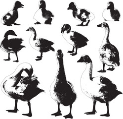 Vector Silhouette Collection: Clean and Bold Designs white goose and goslings (Anser anser domesticus) isolated on a white background - collection