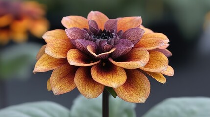 Close-up of a vibrant dahlia flower in a garden setting