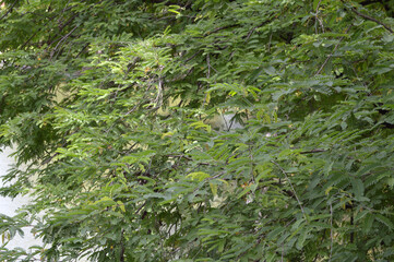 tree branches in nature