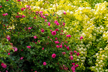 Landscape with red roses and white Spiraea cantoniensis flowers in full bloom in spring in May