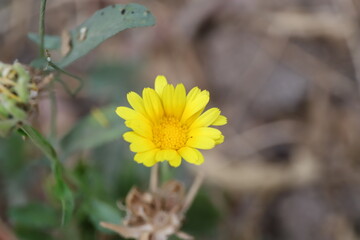 A vibrant yellow Calendula flower in a natural setting.