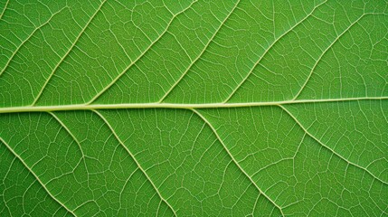 Detailed green leaf vein structure