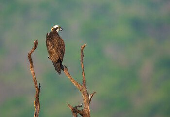An Osprey sitting on a branch against clear blue sky (location - Bhadra Wildlife Sanctuary, Karnataka, India)