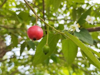 Singapore cherry (Muntingia calabura) still on tree, low angle view 