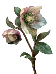 Fototapeta premium illustration of a Hellebore flower isolated on a transparent background