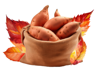 秋の収穫、麻袋に入ったサツマイモ、季節のイメージ素材