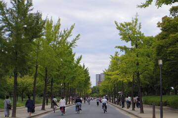 Fototapeta premium walking in the park