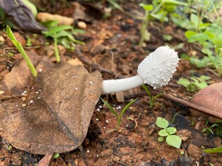 White Mushroom Sprouting in Earth
