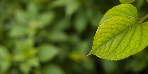 Closeup of beautiful nature view green leaf on blurred greenery background in garden with copy space using as background cover page concept.