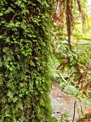 NZ Native Forest / Bush