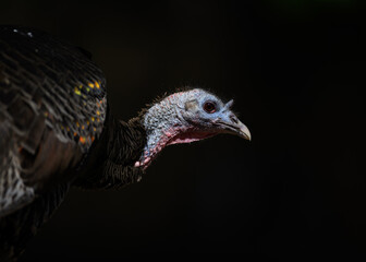 portrait of a turkey hen