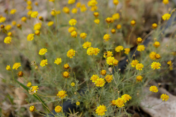 yellow flowers in the meadow