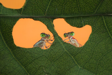 Two vibrant damselflies with striking green eyes peek through holes in a lush green leaf, set against a bright orange background, 20 juny 2025 Indonesia