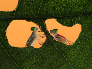Two vibrant damselflies with striking green eyes peek through holes in a lush green leaf, set against a bright orange background, 20 juny 2025 Indonesia