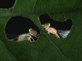 Two vibrant damselflies with striking green eyes peek through holes in a lush green leaf, 20 juny...