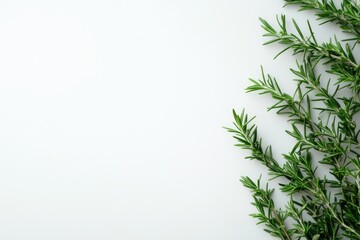 Naklejka premium Fresh rosemary sprigs on a white background
