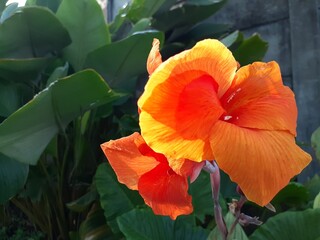 Beautiful Canna lily flower plant in the garden. Also known as Bunga tasbih, Canna.