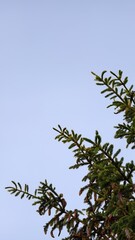 Natural brown spruce cones dangling from green needle branches against clear sky, perfect botanical photography for environmental education and outdoor adventure themes