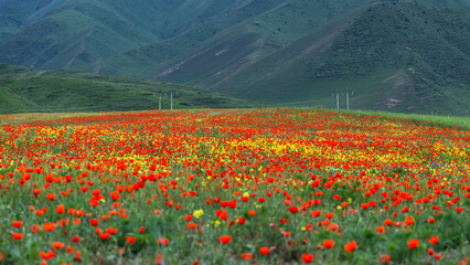 Poppy field against green hills. Natural, summer mountain background.