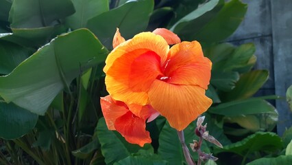 Beautiful Canna lily flower plant in the garden. Also known as Bunga tasbih, Canna.