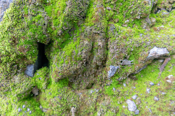 Rocks covered with moss in the garden. Fresh green moss on stone. selective focus