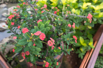 Euphorbia milii, the crown of thorns, Christ plant, or Christ's thorn, is a species of flowering...