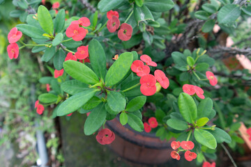 Euphorbia milii, the crown of thorns, Christ plant, or Christ's thorn, is a species of flowering plant in the spurge family Euphorbiaceae, native to Madagascar.