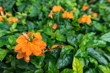 Crossandra infundibuliformis Firecracker flower Kanakambaram tropical flame. It is a species of...