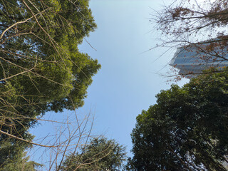 Enchanting View of Urban Nature Merging with Sky Above