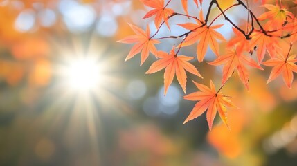 Autumn leaves sunlit foliage